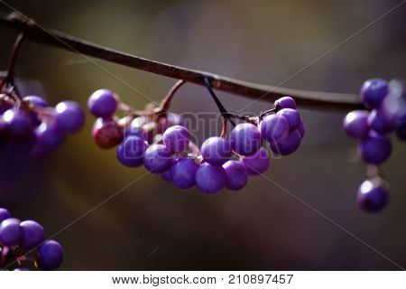 The ripe purple berries and grape-like fruit bunch of the Callicarpa Japonica.