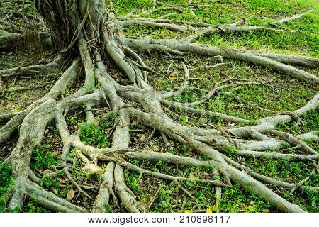 Prop root of banyan tree and green grass with natural sunlight