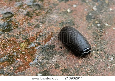 alone little bug on wet stone in thung salaeng luang national park in thailand in selective focus
