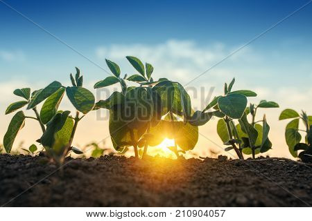 Sunrise in soybean field sunlight beaming through the leaves of small green young plants of soya