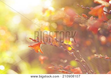 Flowers Of A Crocosmia Or Montbretia Against Sunlight