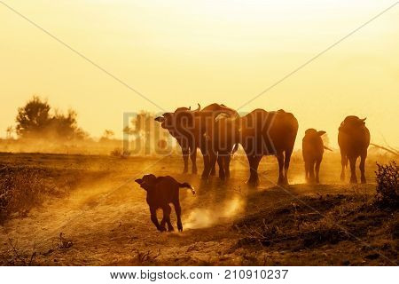 Water Buffalo Grazing At Sunset  Next To The River Strymon In Northern Greece.