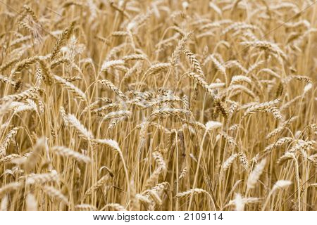 Wheat In Summer