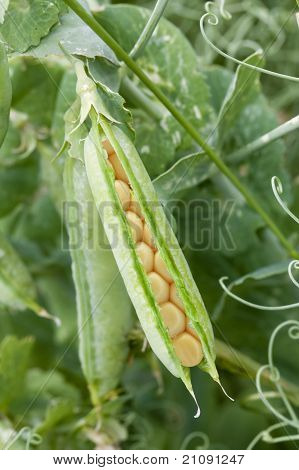 GMO potraviny - kukuřice kukuřice v lusku hrachu