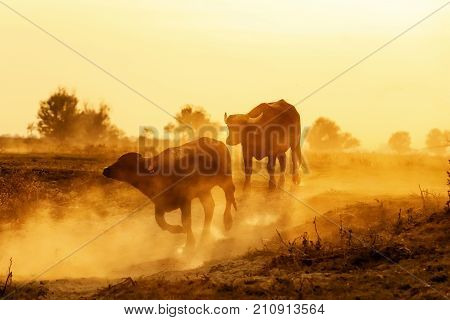 Water Buffalo Grazing At Sunset  Next To The River Strymon In Northern Greece.