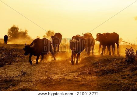 Water Buffalo Grazing At Sunset  Next To The River Strymon In Northern Greece.