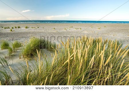 Beach with sand dunes and marram grass in soft evening sunset light. Baltic Sea.