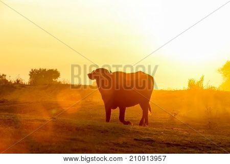 Water Buffalo Grazing At Sunset  Next To The River Strymon In Northern Greece.