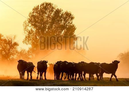 Water Buffalo Grazing At Sunset  Next To The River Strymon In Northern Greece.