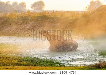 Water Buffalo Grazing At Sunset  Next To The River Strymon In Northern Greece.