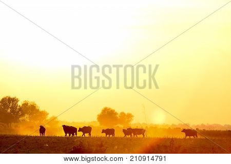 Water Buffalo Grazing At Sunset  Next To The River Strymon In Northern Greece.