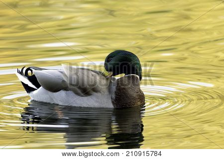 Swimming Mallard  / Wild Duck during sunset - Bedfont Lakes Country Park