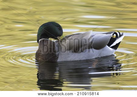 Swimming Mallard  / Wild Duck during sunset - Bedfont Lakes Country Park