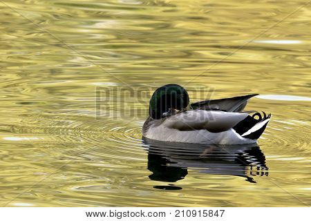 Swimming Mallard  / Wild Duck during sunset - Bedfont Lakes Country Park