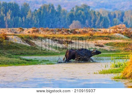 Water Buffalo Grazing At Sunset  Next To The River Strymon In Northern Greece.