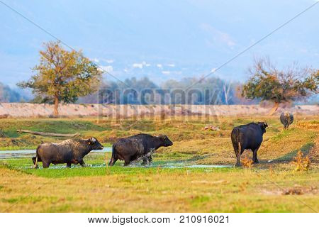 Water Buffalo Grazing At Sunset  Next To The River Strymon In Northern Greece.