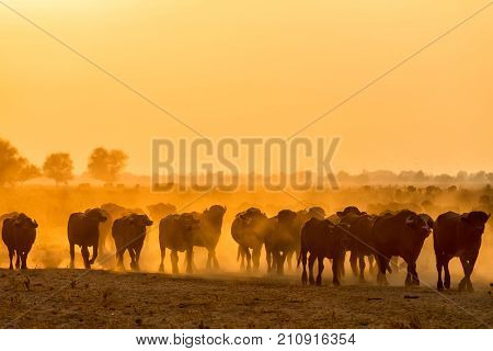 Water Buffalo Grazing At Sunset  Next To The River Strymon In Northern Greece.