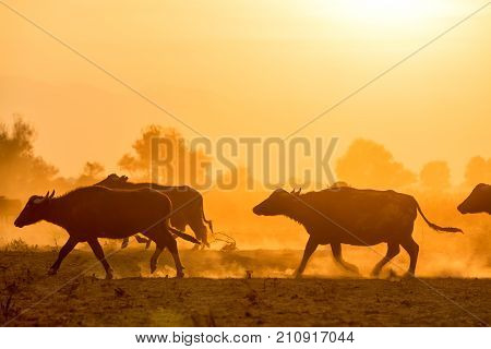 Water Buffalo Grazing At Sunset  Next To The River Strymon In Northern Greece.