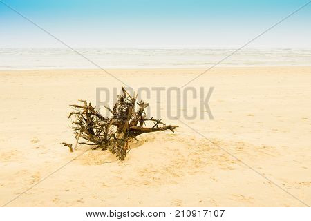 High key image of a dyeing tree root on sea beach at Tajpur West Bengal India. Minimalistic image.
