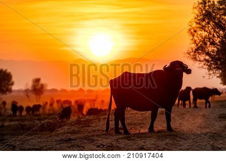 Water Buffalo Grazing At Sunset  Next To The River Strymon In Northern Greece.