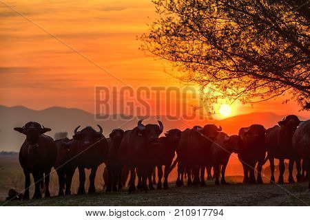 Water Buffalo Grazing At Sunset  Next To The River Strymon In Northern Greece.
