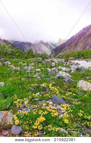 River and mountain flowers near Chalaadi glacier in Caucasus mountains in summer in Georgia