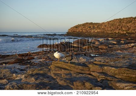 Pair of Kelp Geese (Chloephaga hybrida malvinarum) on a beach on Sea Lion Island in the Falkland Islands.