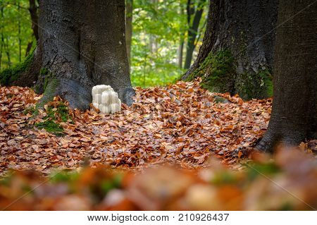 The rare Edible Lion's Mane Mushroom / Hericium Erinaceus / pruikzwam in the Forest. Beautifully radiant and striking with its white color between autumn leaves and the green moss Photographed on the Veluwe at the leuvenum forest in the Netherlands.
