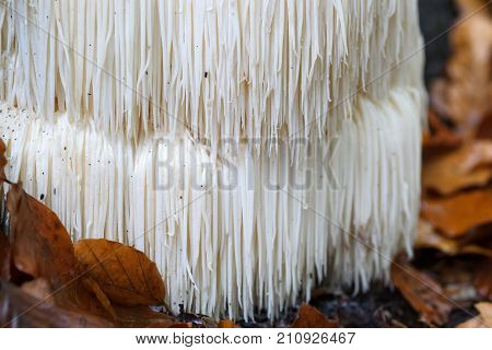 The rare Edible Lion's Mane Mushroom / Hericium Erinaceus / pruikzwam in the Forest. Beautifully radiant and striking with its white color between autumn leaves and the green moss Photographed on the Veluwe at the leuvenum forest in the Netherlands.
