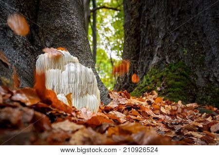 The rare Edible Lion's Mane Mushroom / Hericium Erinaceus / pruikzwam in the Forest. Beautifully radiant and striking with its white color between autumn leaves and the green moss Photographed on the Veluwe at the leuvenum forest in the Netherlands.