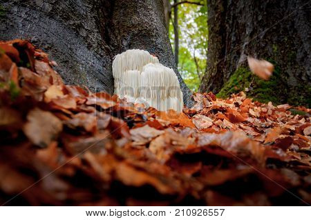 The rare Edible Lion's Mane Mushroom / Hericium Erinaceus / pruikzwam in the Forest. Beautifully radiant and striking with its white color between autumn leaves and the green moss Photographed on the Veluwe at the leuvenum forest in the Netherlands.