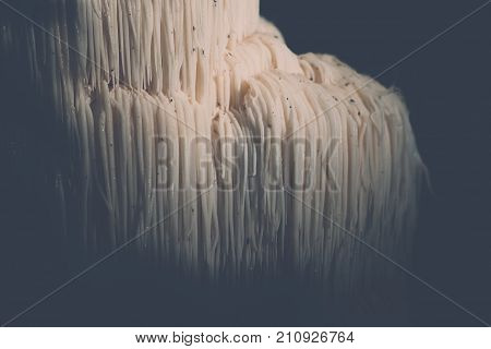 The rare Edible Lion's Mane Mushroom / Hericium Erinaceus / pruikzwam in the Forest. Beautifully radiant and striking with its white color between autumn leaves and the green moss Photographed on the Veluwe at the leuvenum forest in the Netherlands.