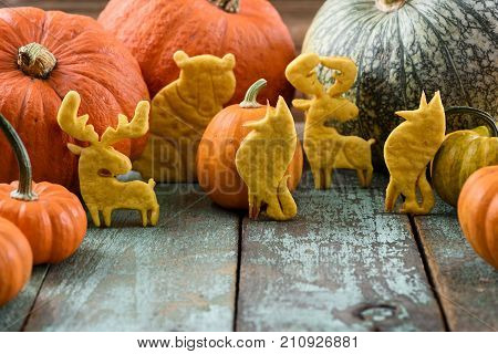 Autumn dessert. Pumpkin cookies shaped like animals: bear moose wolf decorated with raw pumpkins on blue wooden table copy space