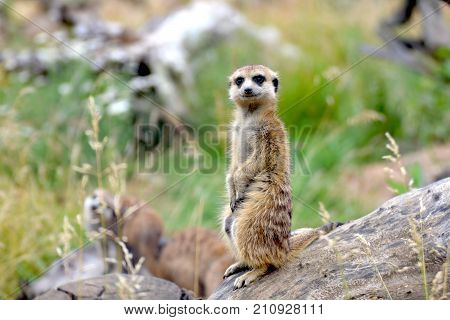 Brave Surikat on guard of his big family