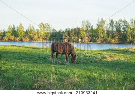 Brown horse eating grass on the field with dandelions