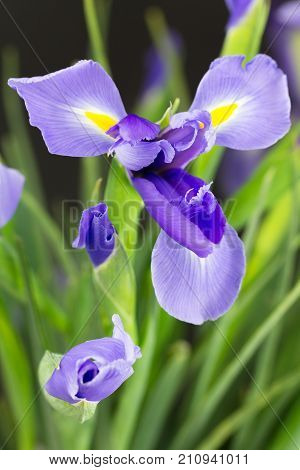 Close up of purple Dutch Iris flowers with yellow signal stems and leaves. AKA Iris hollndica
