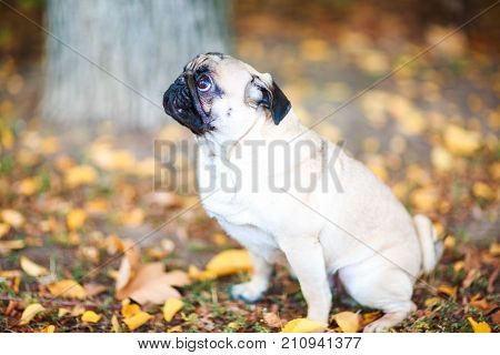 Pug sitting on the street happy and satisfied close-up