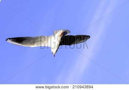 Flying Common Tern in the park - Bedfont Lakes Country Park, London