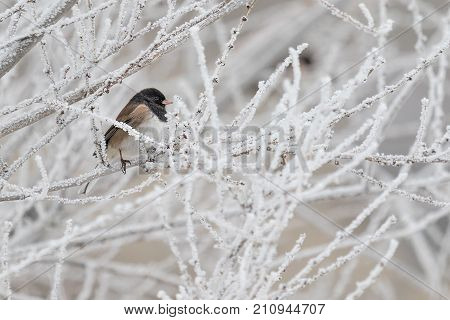 Beautiful spotted towhee pearched on a frosted tree branch in winter.