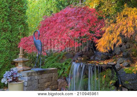 House backyard garden maple trees by waterfall pond in fall season color