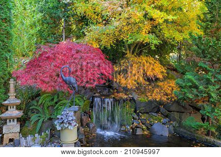 Home garden backyard waterfall pond with maple trees bamboo decor in fall season color