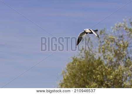 Flying Common Tern in the park - Bedfont Lakes Country Park, London