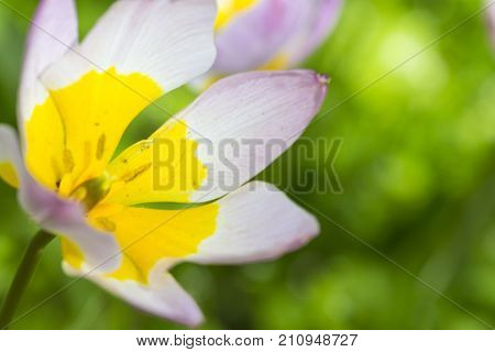 Nature and Botanical Concepts. Closeup Macro Shot of Classical Tulips Selectives Shot Against Blurred Background. Located in Keukenhof National Park in the Netherlands. Horizontal Shot