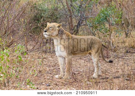 Lion African wildlife. Animals in nature.