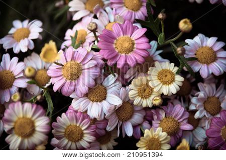Close Up Of Colorful Daises