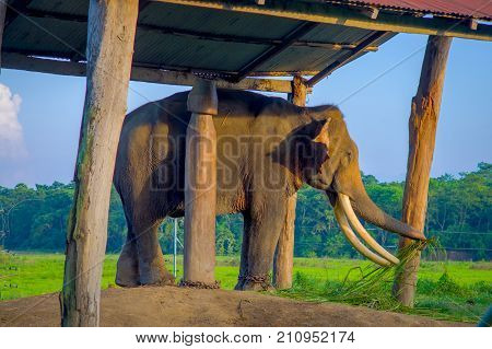 Chained elephant under a tructure at outdoors, in Chitwan National Park, Nepal, cruelty concept.