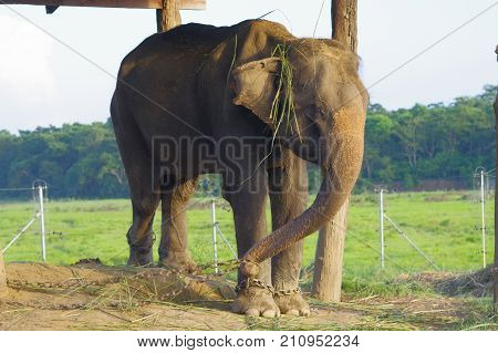 Beautiful elephant chained in a wooden pillar under a tructure at outdoors, in Chitwan National Park, Nepal, cruelty concept.