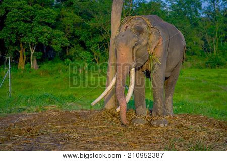 Beautiful elephant chained in a wooden pillar at outdoors, in Chitwan National Park, Nepal, in a nature background, animal cruelty concept.