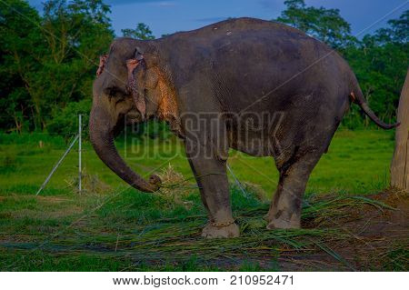 Close up of beautiful sad elephant chained in a wooden pillar at outdoors, in Chitwan National Park, Nepal, sad paquiderm in a nature background, animal cruelty concept.