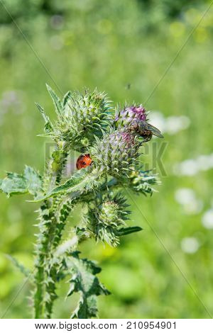 Ladybug On The Stem Of Burrs